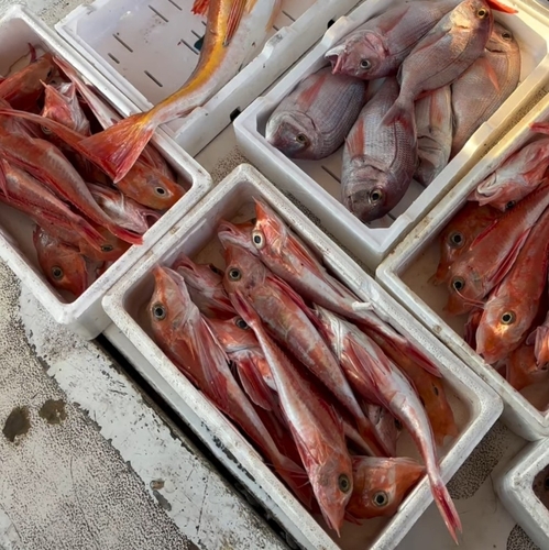 Gurnard (Trigla lyra) — Triglidae