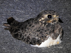 Chordeiles nacunda