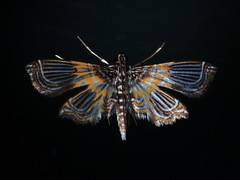 Musotiminae