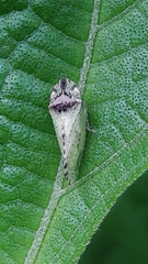 Xerophloea