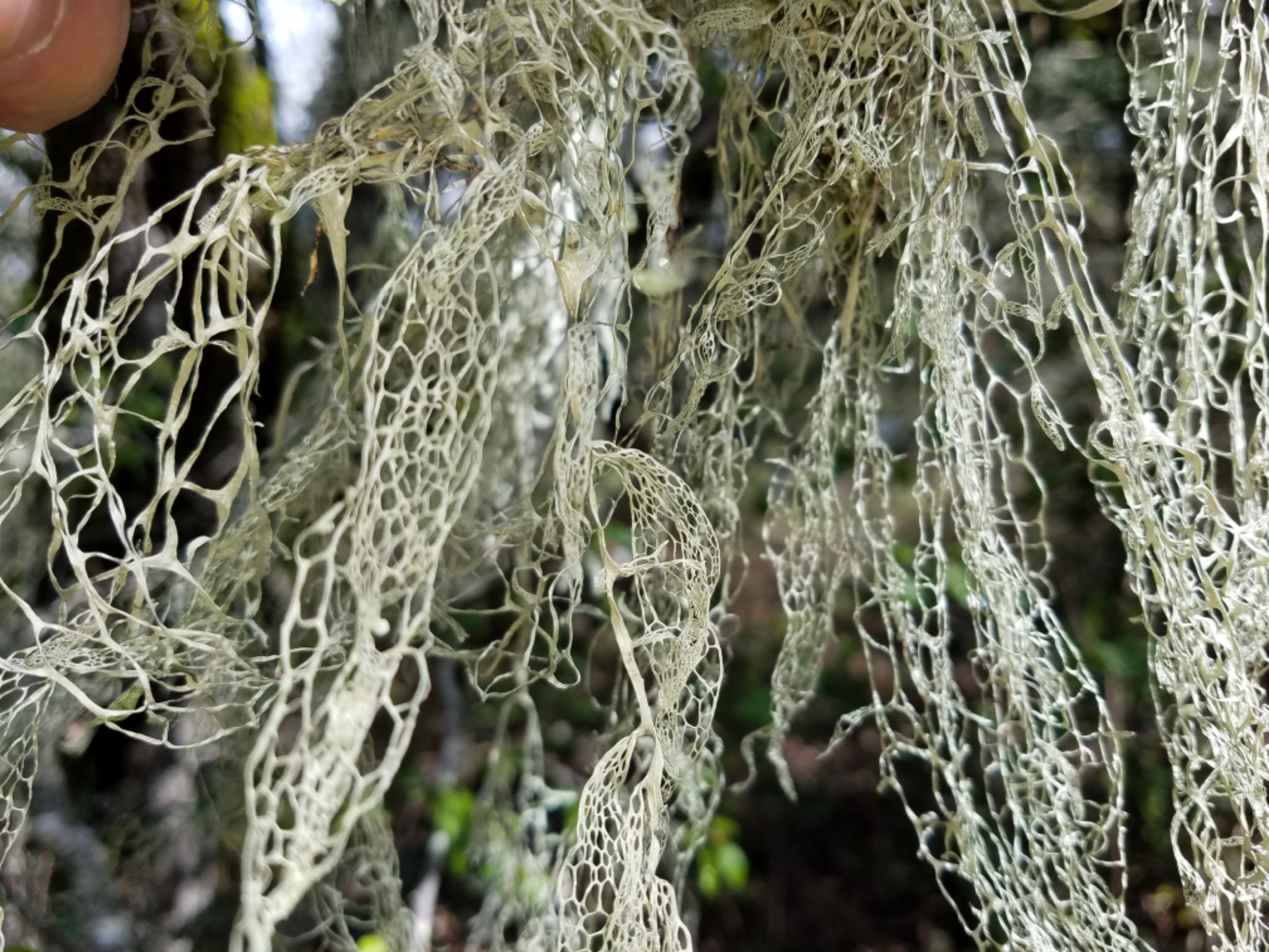Ramalina menziesii image