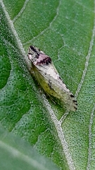 Xerophloea