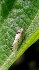 Xerophloea