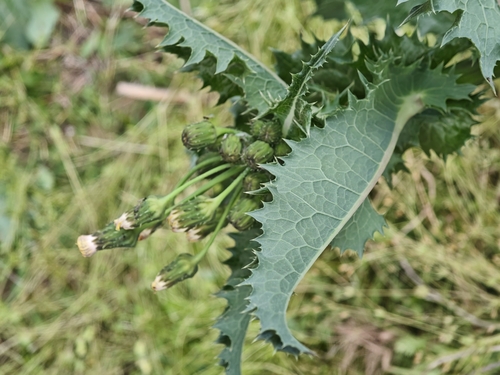 prickly sowthistle
