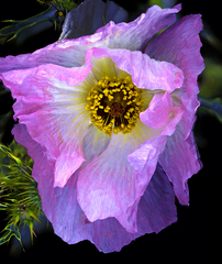 Argemone chisosensis