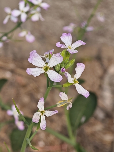 Wild radish