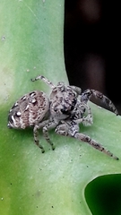 Metaphidippus albopilosus