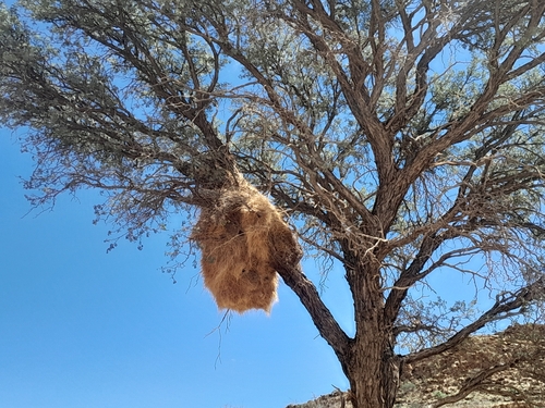 Sociable Weaver (Philetairus socius), photo 4