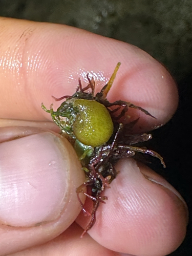 Colpomenia sinuosa observed 2026-04-26