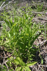 Hybanthus concolor