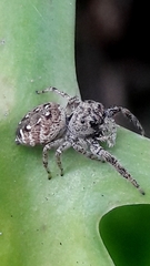 Metaphidippus albopilosus