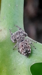 Metaphidippus albopilosus