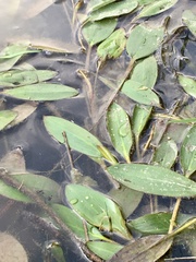 Potamogeton ferrugineus