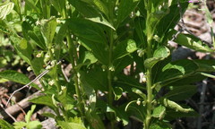 Hybanthus concolor