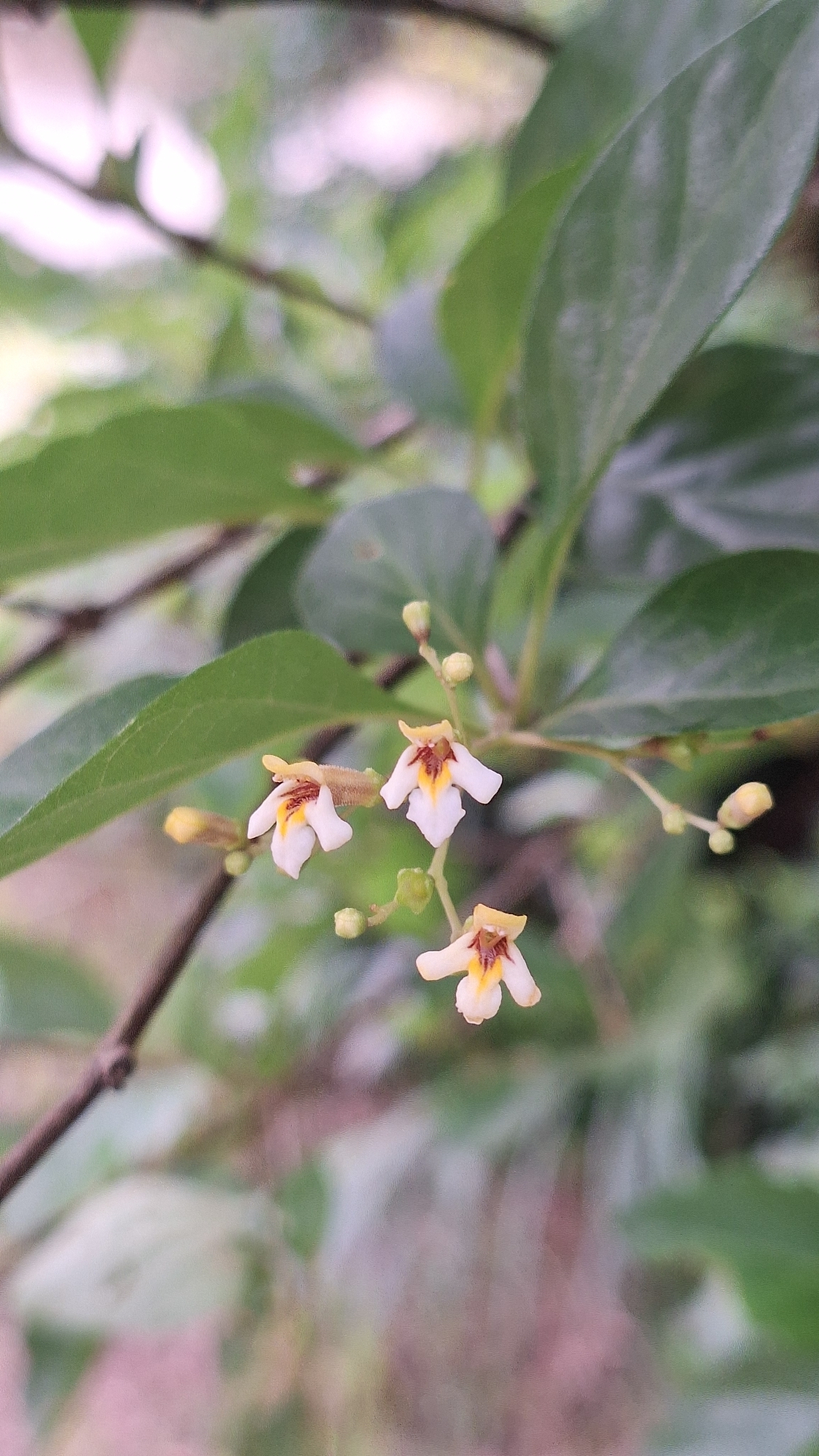 Imagem de Premna microphylla