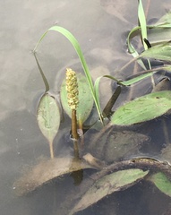 Potamogeton ferrugineus