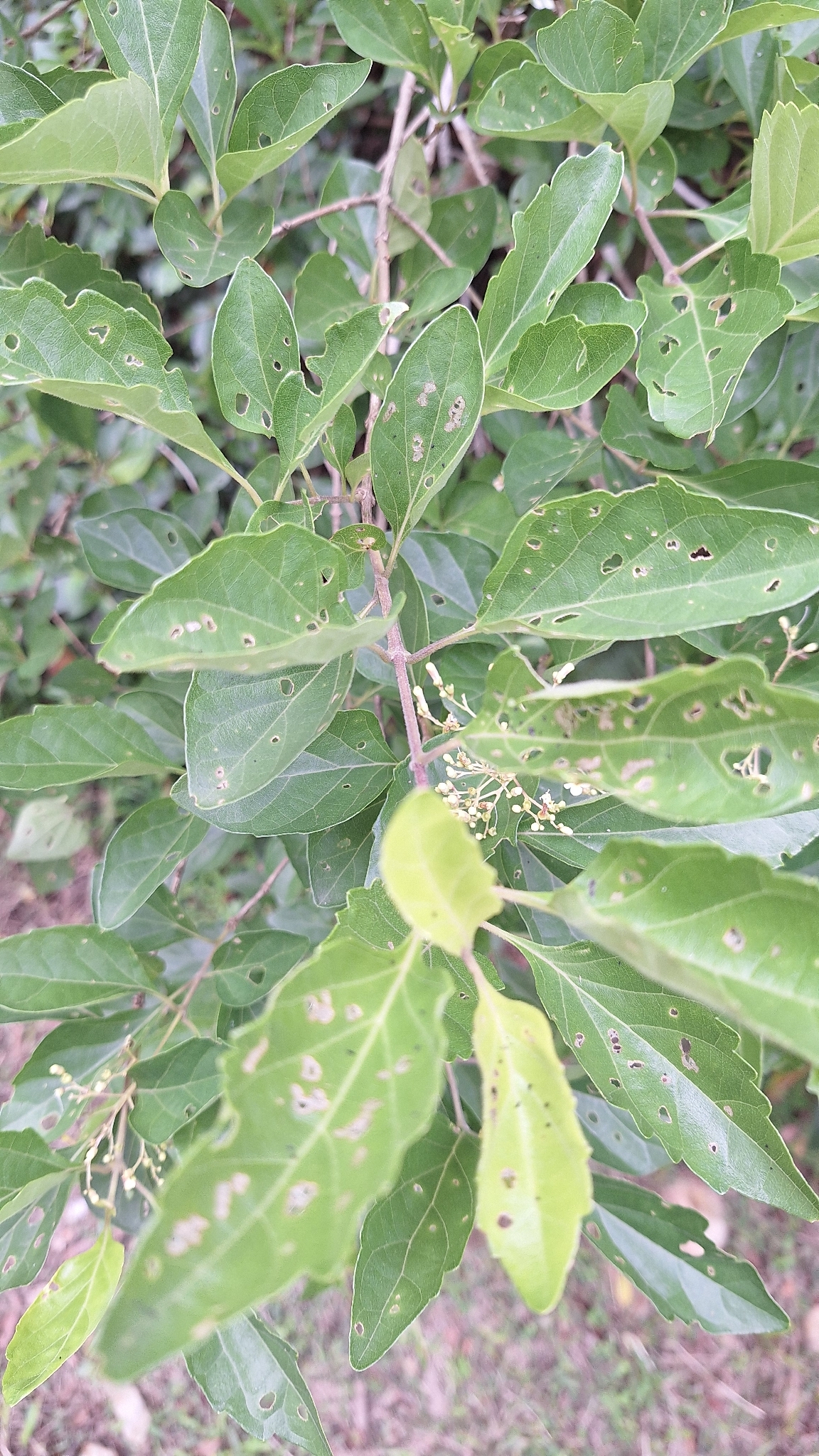 Imagem de Premna microphylla