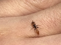 Pseudomyrmex boopis