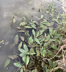 Potamogeton ferrugineus