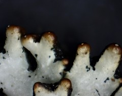 Hypogymnia incurvoides
