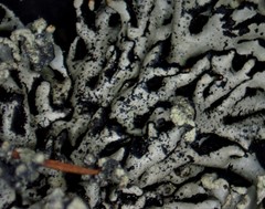 Hypogymnia incurvoides