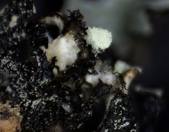 Hypogymnia incurvoides