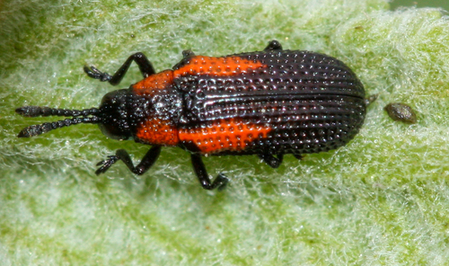 Microrhopala rubrolineata photo 3