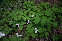 Jeffersonia diphylla