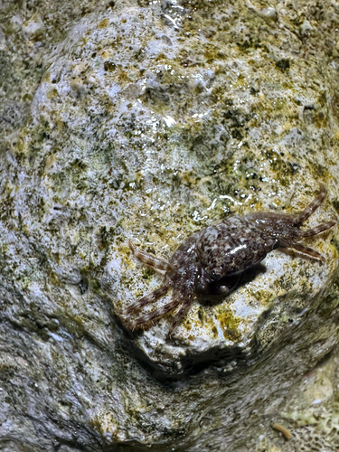 Pachygrapsus planifrons, 2026-04-26