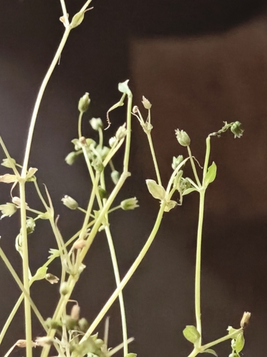 lesser chickweed