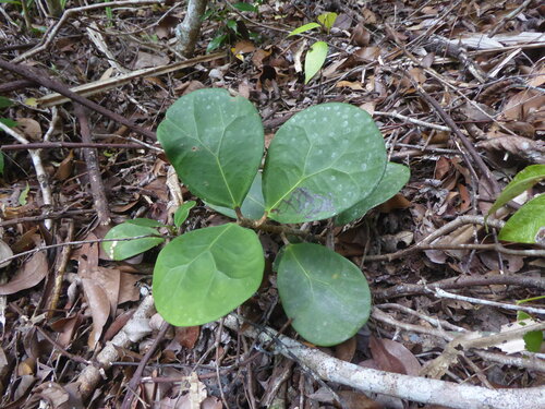 Ficus deltoidea observed 2026-04-20