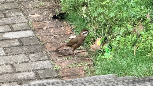 White-browed Laughingthrush