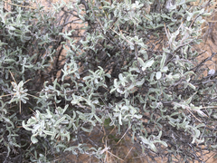 Tetradymia stenolepis