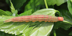 Opsiphanes invirae
