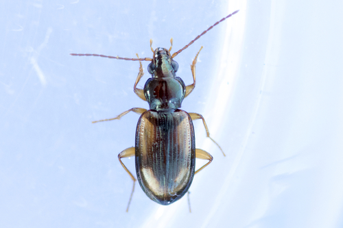 Cliff Riverbank Ground Beetle