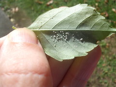 Siphoninus phillyreae