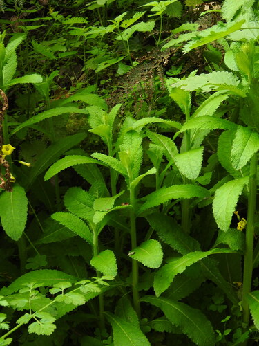 Campanula primulifolia, photograph 2