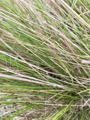 Nassella charruana