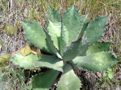 Agave cupreata