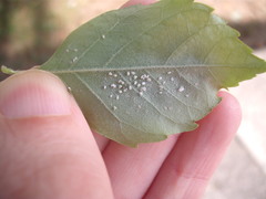 Siphoninus phillyreae