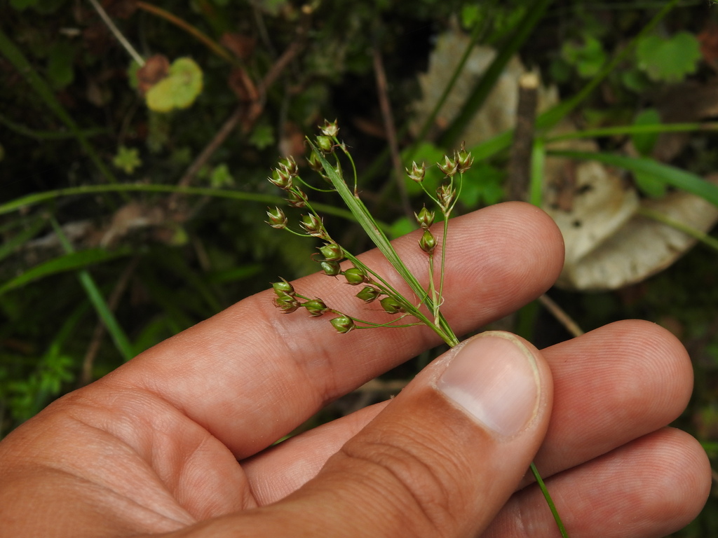 Luzula forsteri; photograph (c) Duarte Frade, some rights reserved (CC BY)
