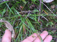 Luzula forsteri, photograph (c) Duarte Frade, some rights reserved (CC BY)