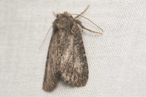 iNaturalist observation photo of Cutworms and Dart Moths