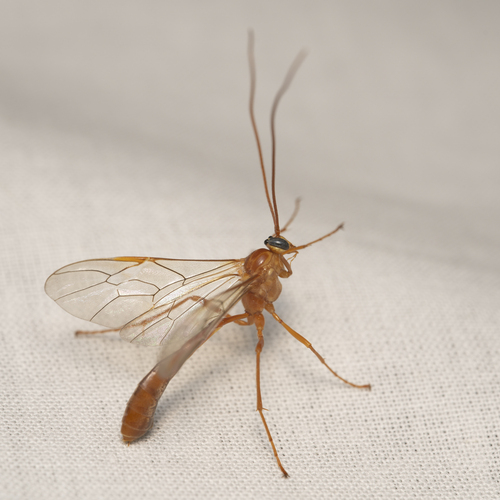 iNaturalist observation photo of Enicospilus