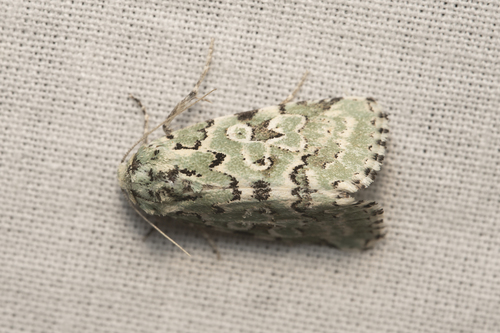 iNaturalist observation photo of Bryolymnia viridata