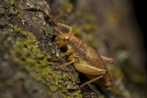 iNaturalist observation photo of Chaparral camel crickets