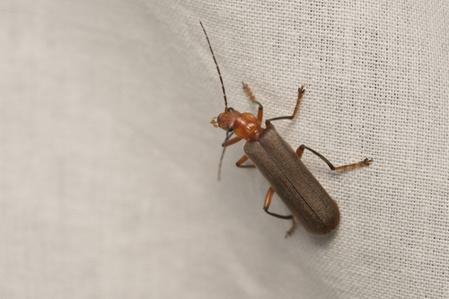 iNaturalist observation photo of Brown Leather Wing Beetle