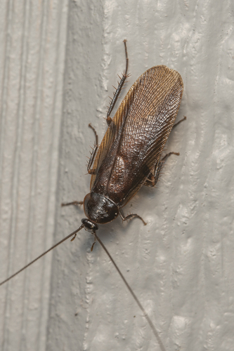 iNaturalist observation photo of Western Wood Cockroach