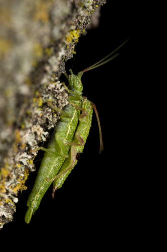 iNaturalist observation photo of Timemas