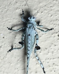 Dissonulichen elegans